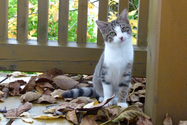 Wie Erziehe Ich Eine Kleine Katze