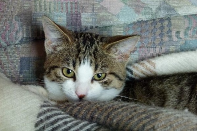 Wie Erziehe Ich Eine Kleine Katze