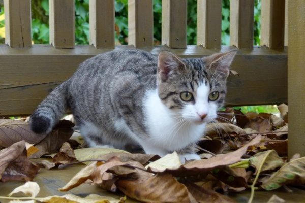 Wie Erziehe Ich Eine Kleine Katze