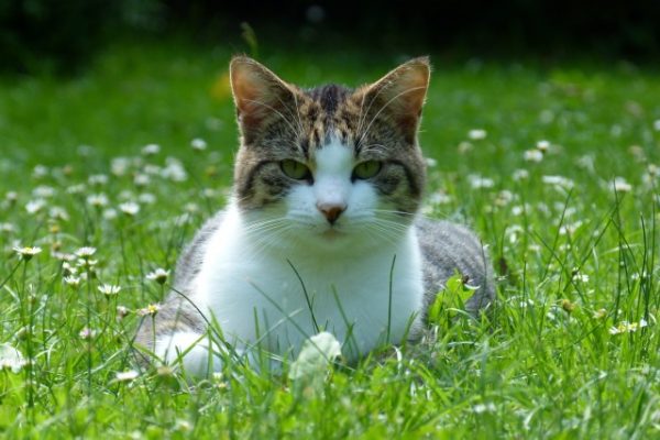 Wie Erziehe Ich Eine Kleine Katze