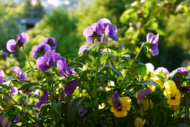 Der Garten im Frühling: Viele Blumen, Salat im Hochbeet und im Blumenkasten