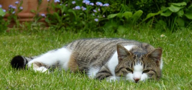 Die getigerte Katze Paula liegt im Gras
