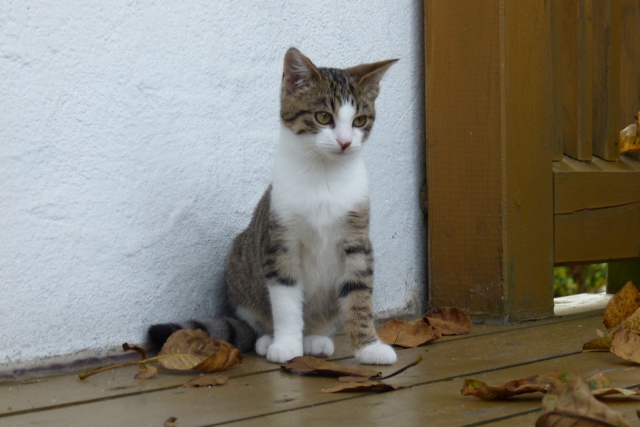 Wie Erziehe Ich Eine Kleine Katze