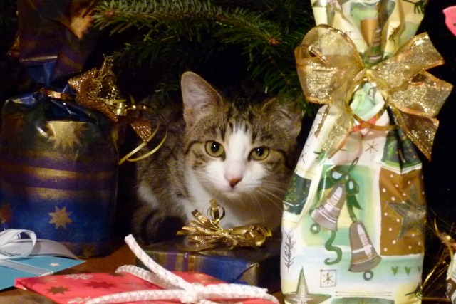 Katze Paula und der Weihnachtsbaum