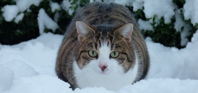 Die Katze Paula liegt entspannt im Schnee
