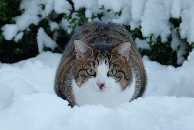 Katze Paula im Schnee