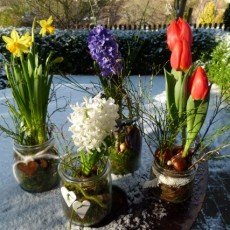 Narzissen, Tulpen und Hyazinthen im Glas als Frühlingsdekoration
