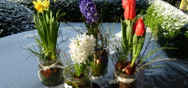 Narzissen, Tulpen und Hyazinthen im Glas als Frühlingsdekoration