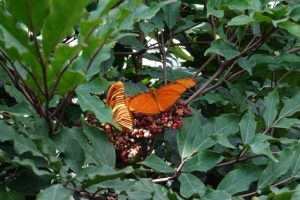 Schmetterling Schmetterlingshaus Mainau