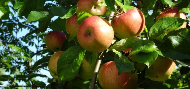 Viele wunderbare Äpfel hängen am Baum